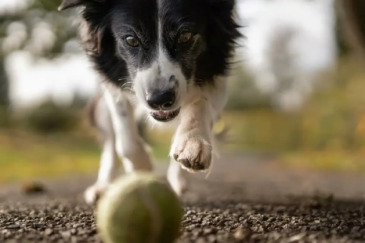 Neo_Hotel_Linde_Reisen_Hund2-01